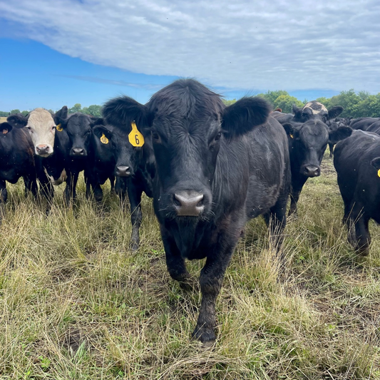 Cutting Out the Middleman & Why Farm-to-Table Costs More
